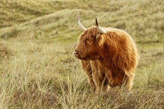 Free-ranging Scottish Highland Cattle in the North Holland Dune Reserve