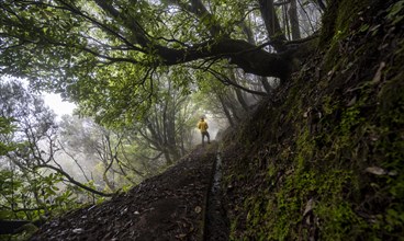 Hiker in the forest in fog