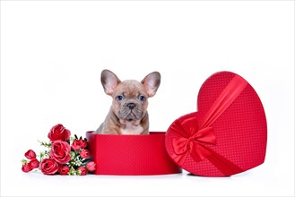 French Bulldog dog puppy in Valentine's Day gift box in shape of red heart with roses on white background