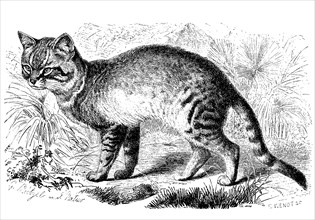 Falcated cat or African wildcat