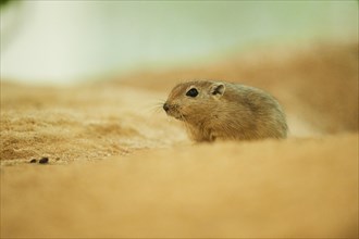 Fat sand rat