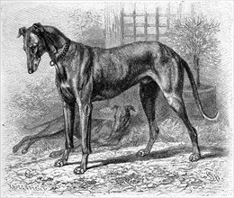 Greyhound grajus