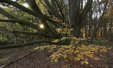 Setting sun shining through an old oak tree
