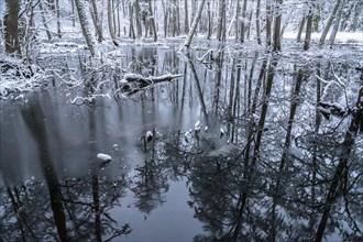 Snowy trees reflecting in water
