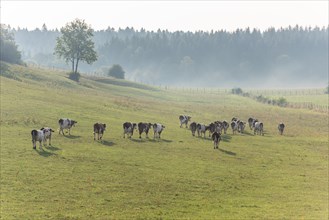 Herd of Montbeliarde cattle in a pasture. Doubs