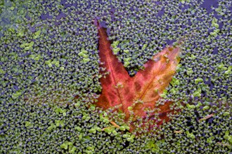 Red maple leaf in duckweed