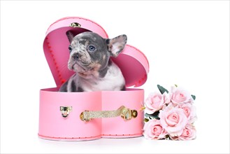 Merle French Bulldog dog puppy in Valentine's Day trunk box in shape of pink heart with roses on white background