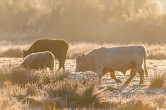 Bulls on Marshes shrouded in frost at sunrise