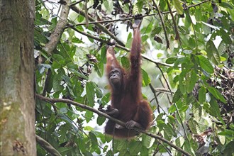 Orang Utan hanging from a branch