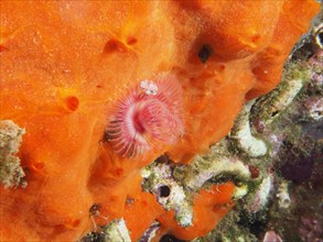 Small calcareous tube worm