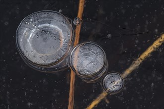 Air Bubbles in the ice
