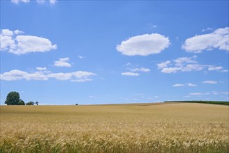 Landscape with barley field in summer
