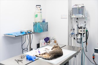 Veterinary clinic with a cat