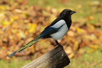 Magpie sitting on tree trunk in front of autumn leaves