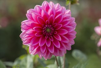 Red dahlia