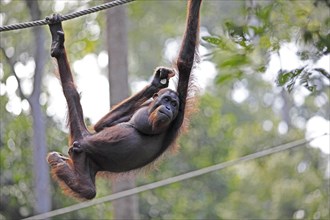 Orang Utan hanging from a rope