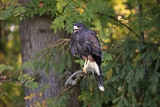 Harris's hawk