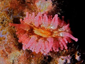 Pink club-tipped anemone
