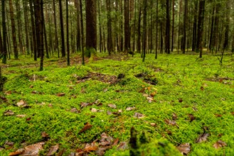 Ground-level image of an autumn forest floor covered with lush moss