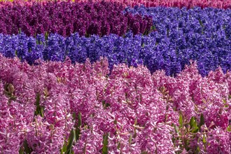 Bed with hyacinths
