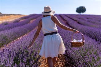 A woman in a summer lavender field with a hat and a basket collecting flowers