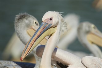 Portrait of a Great white pelican
