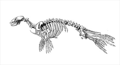 Skeleton of the harbour harbor seal