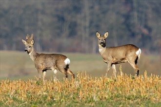 Roe buck and goat standing side by side looking into field