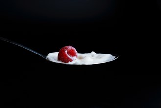 Raspberry splashing milk on a metal spoon splash effect with black background