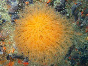Sunray soft coral