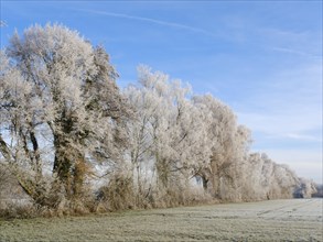 Row of trees with hoarfrost