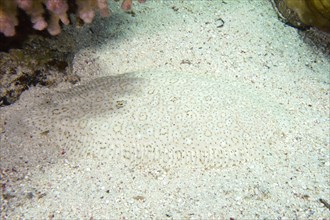 A well camouflaged finless sole