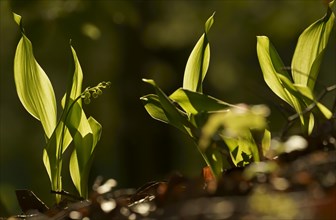 Lily of the valley