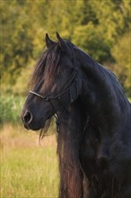 Portrait of a black stallion with a long mane