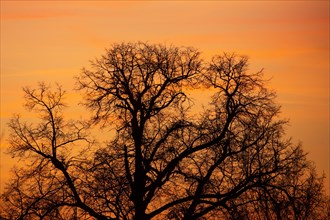 Sunset reddish sky with tree