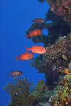Group of white fringed soldierfish