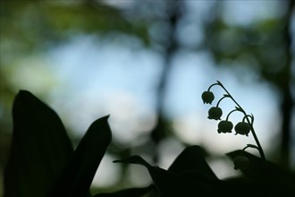 Lily of the valley