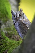 European scops owl