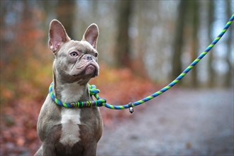 Beautiful rare colored lilac brindle female French Bulldog dog with light amber eyes and handmade plaited collar and leash