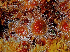 Orange jewel anemone
