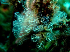 Translucent sea squirt