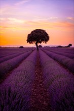 A tree at sunset in a lavender field