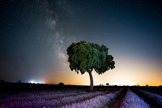 Milky way in a lavender field with a beautiful summer tree with a starry sky