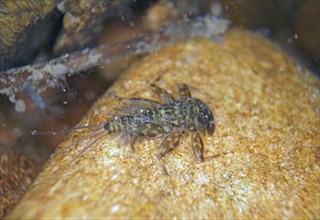 Larva of mayfly larva of veinlet