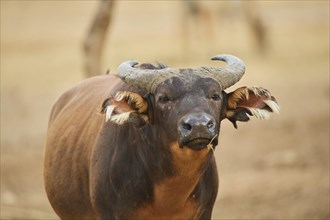 Portrait of a Cape buffalo