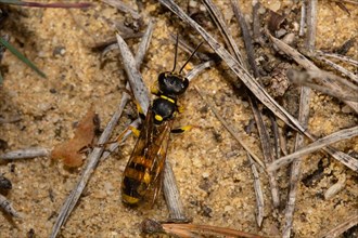Fecal wasp sitting on sandy soil looking up from behind