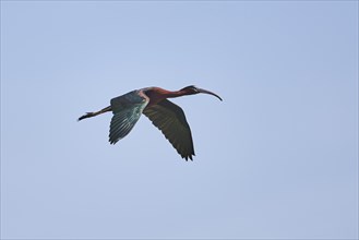 Glossy ibis