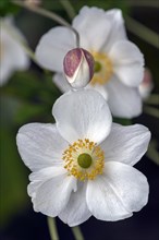 Large snowdrop anemone