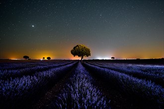 Milky Way landscape in a star sky in a summer lavender field
