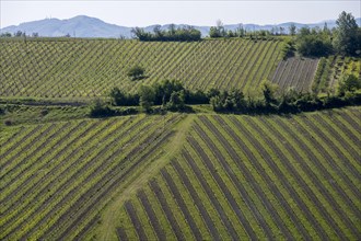 Vineyards in the hilly landscape